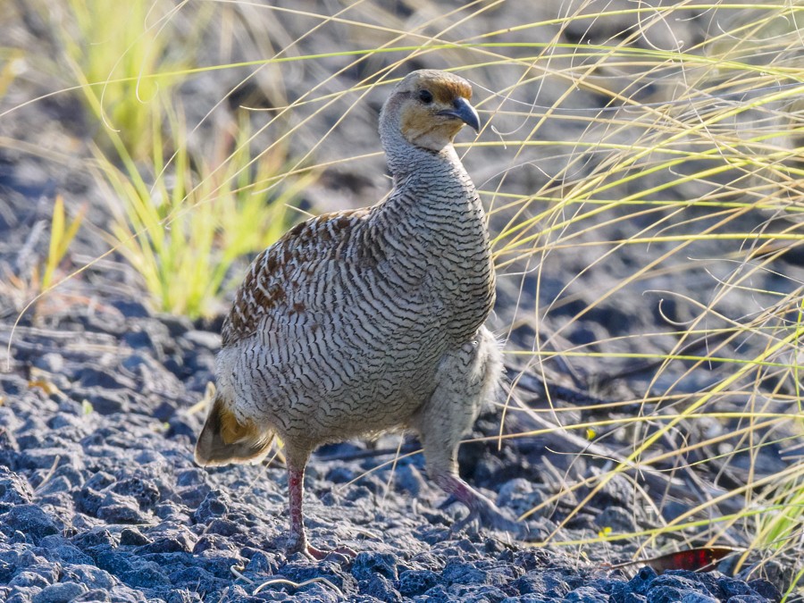 Gray Francolin - ML632101321