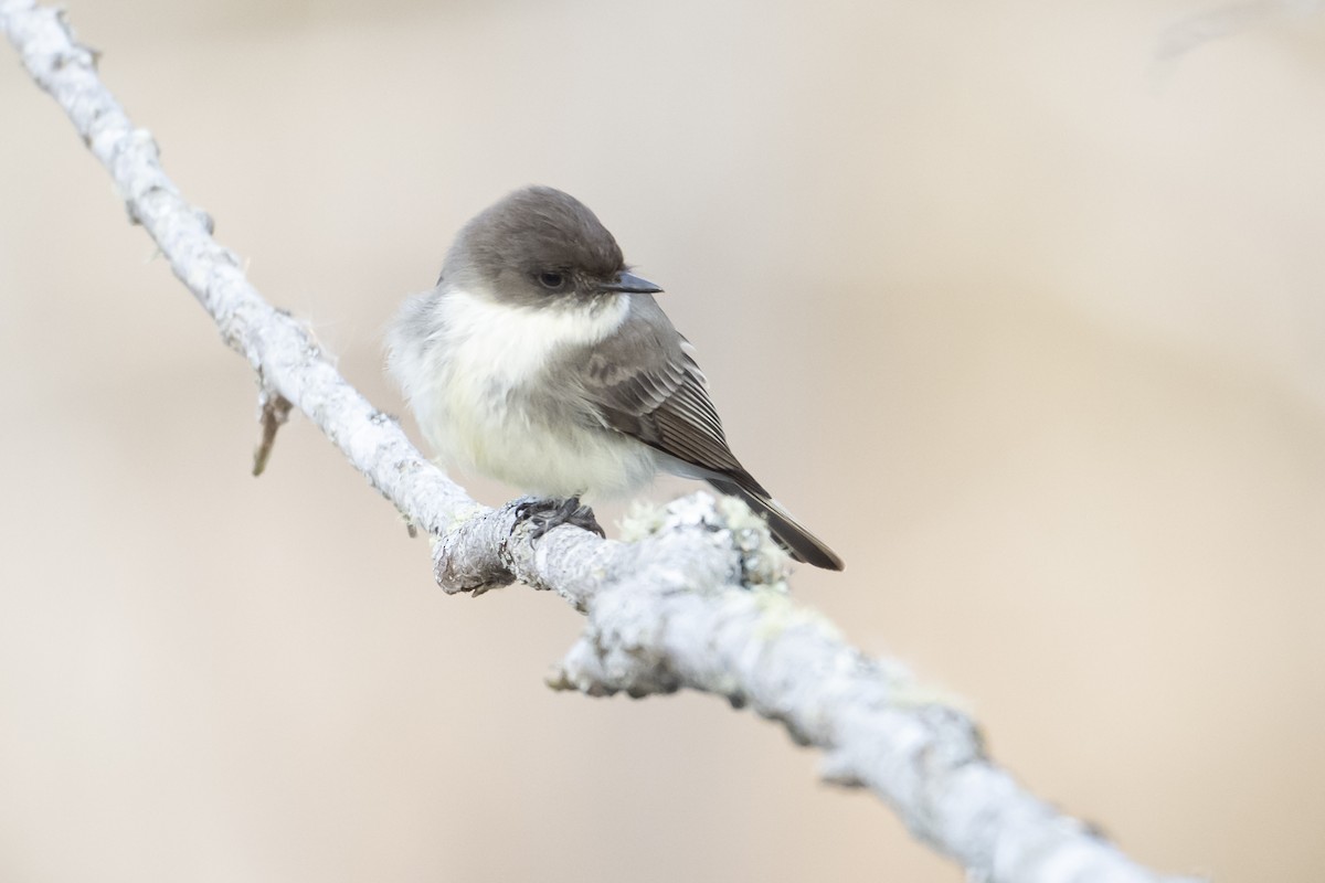 Eastern Phoebe - ML632101345