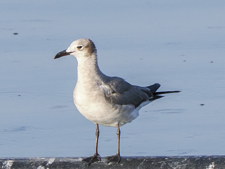 Laughing Gull - ML632101347