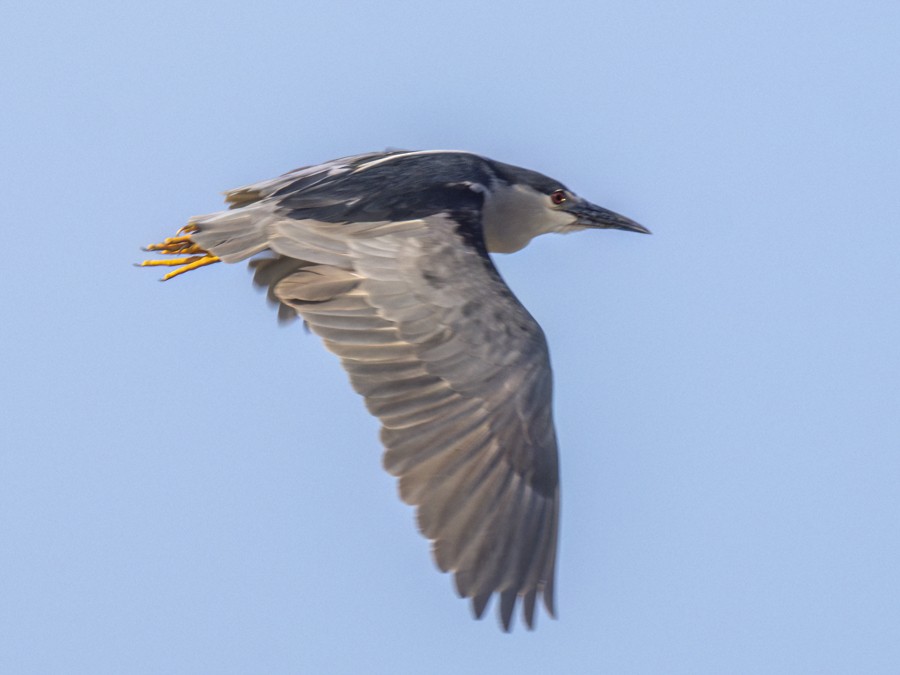 Black-crowned Night Heron - ML632101366