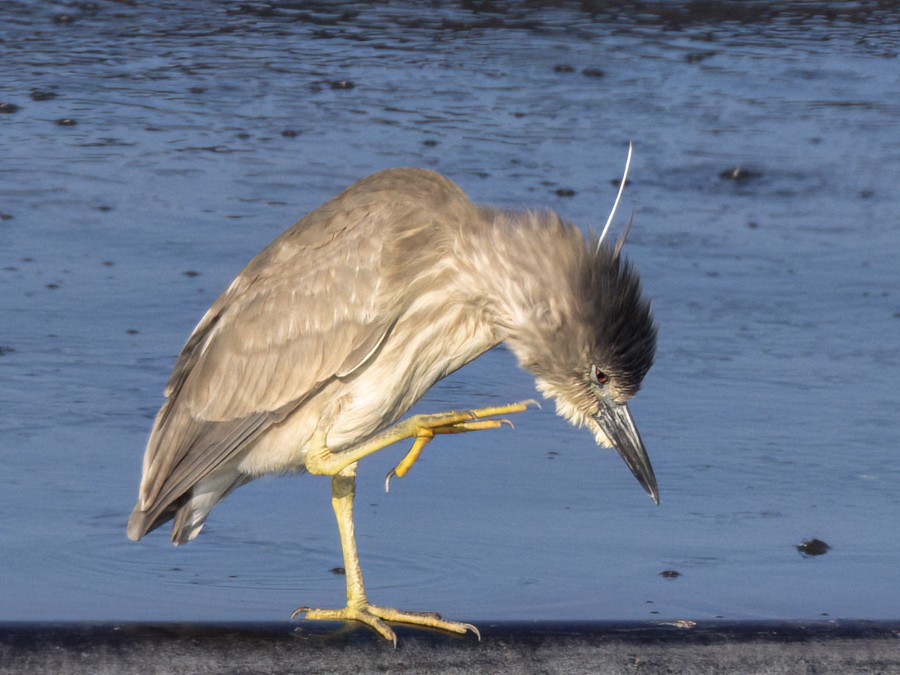 Black-crowned Night Heron - ML632101367
