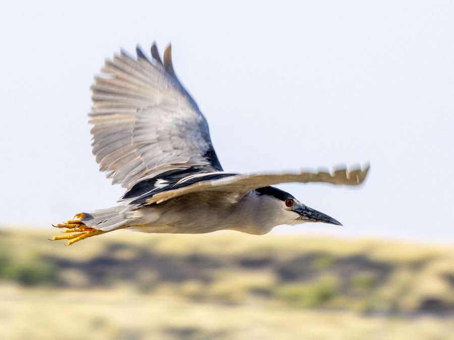 Black-crowned Night Heron - ML632101368