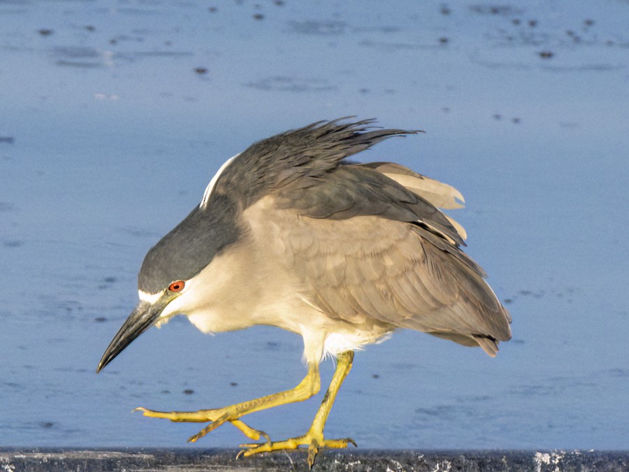 Black-crowned Night Heron - ML632101369