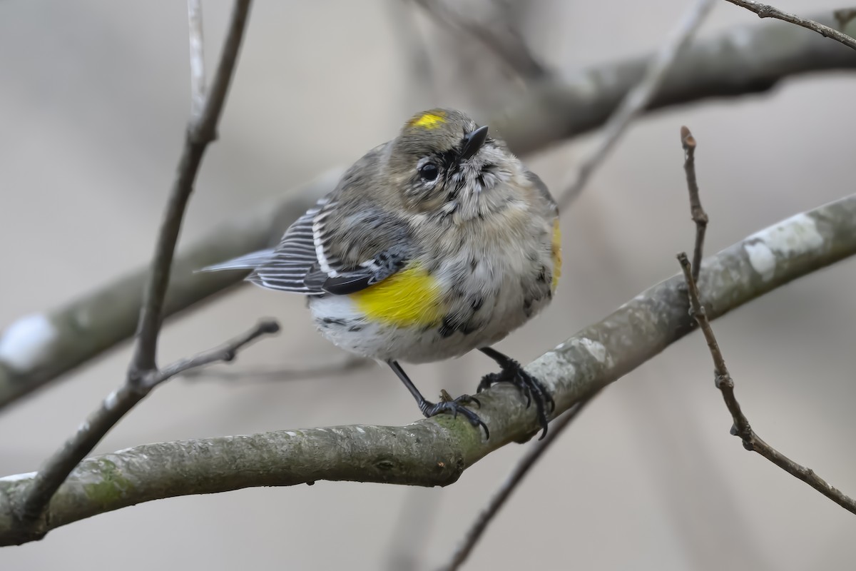 Yellow-rumped Warbler - ML632101371