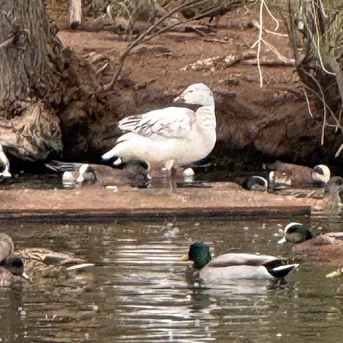 Snow Goose - ML632101378