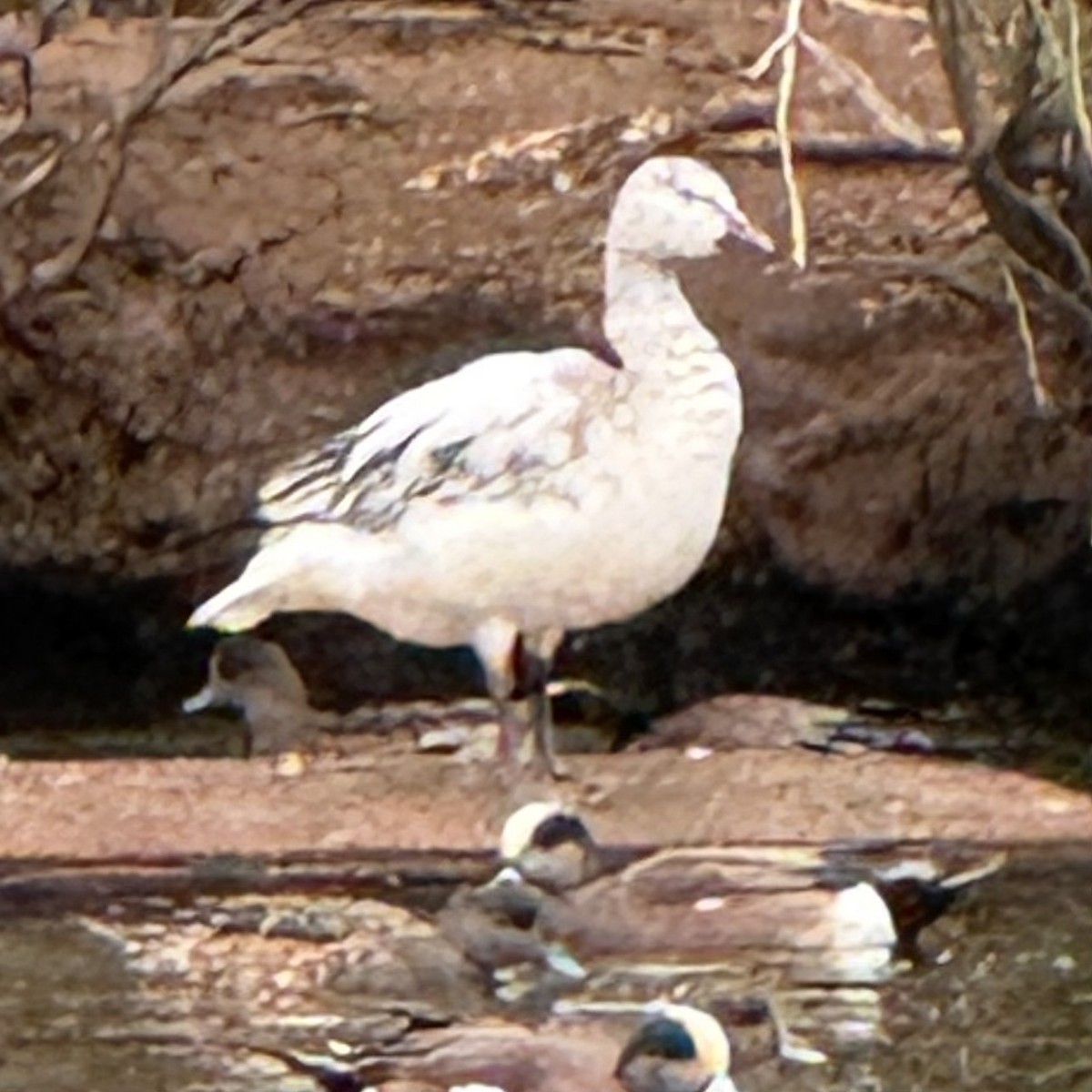 Snow Goose - ML632101381