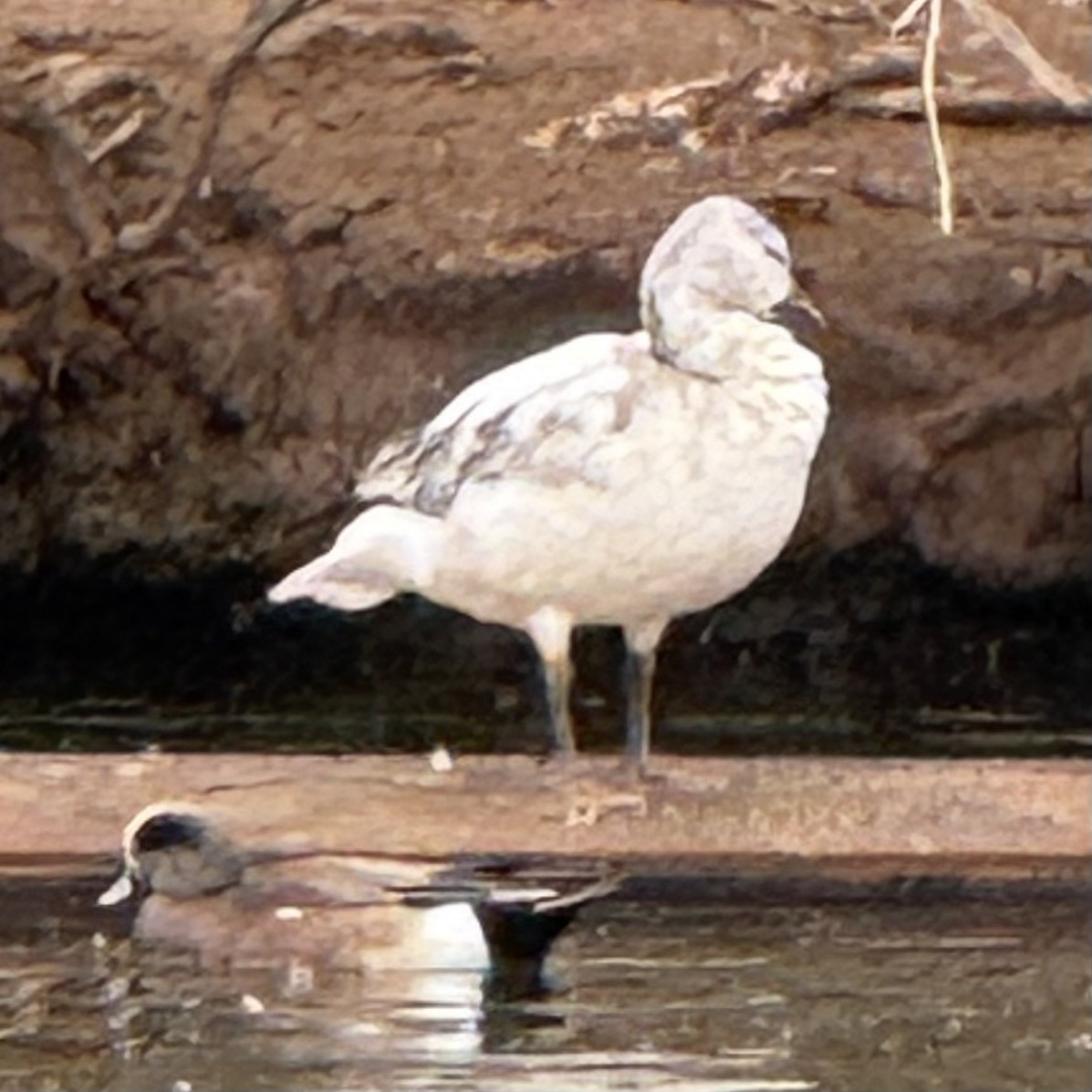 Snow Goose - ML632101393