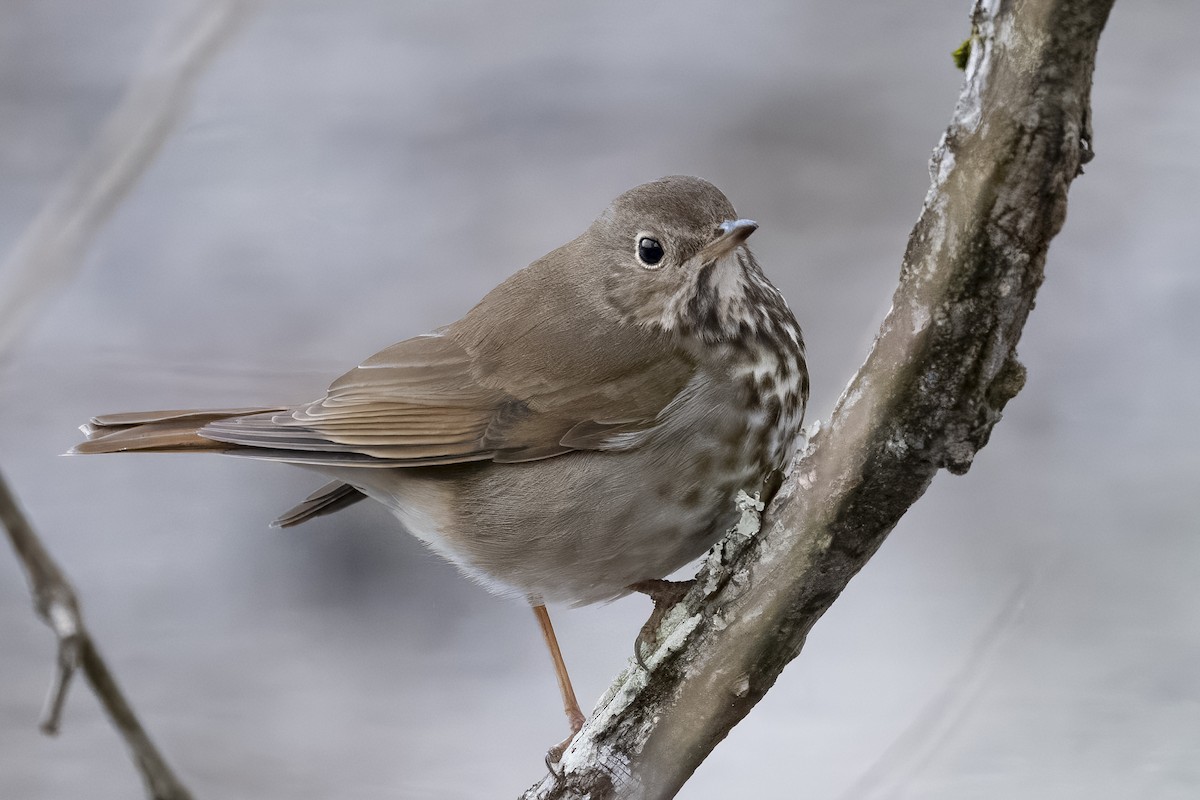 Hermit Thrush - ML632101395