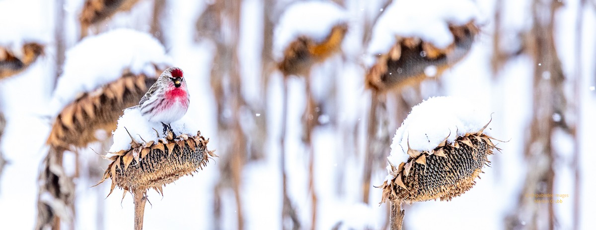 Redpoll - ML632101433