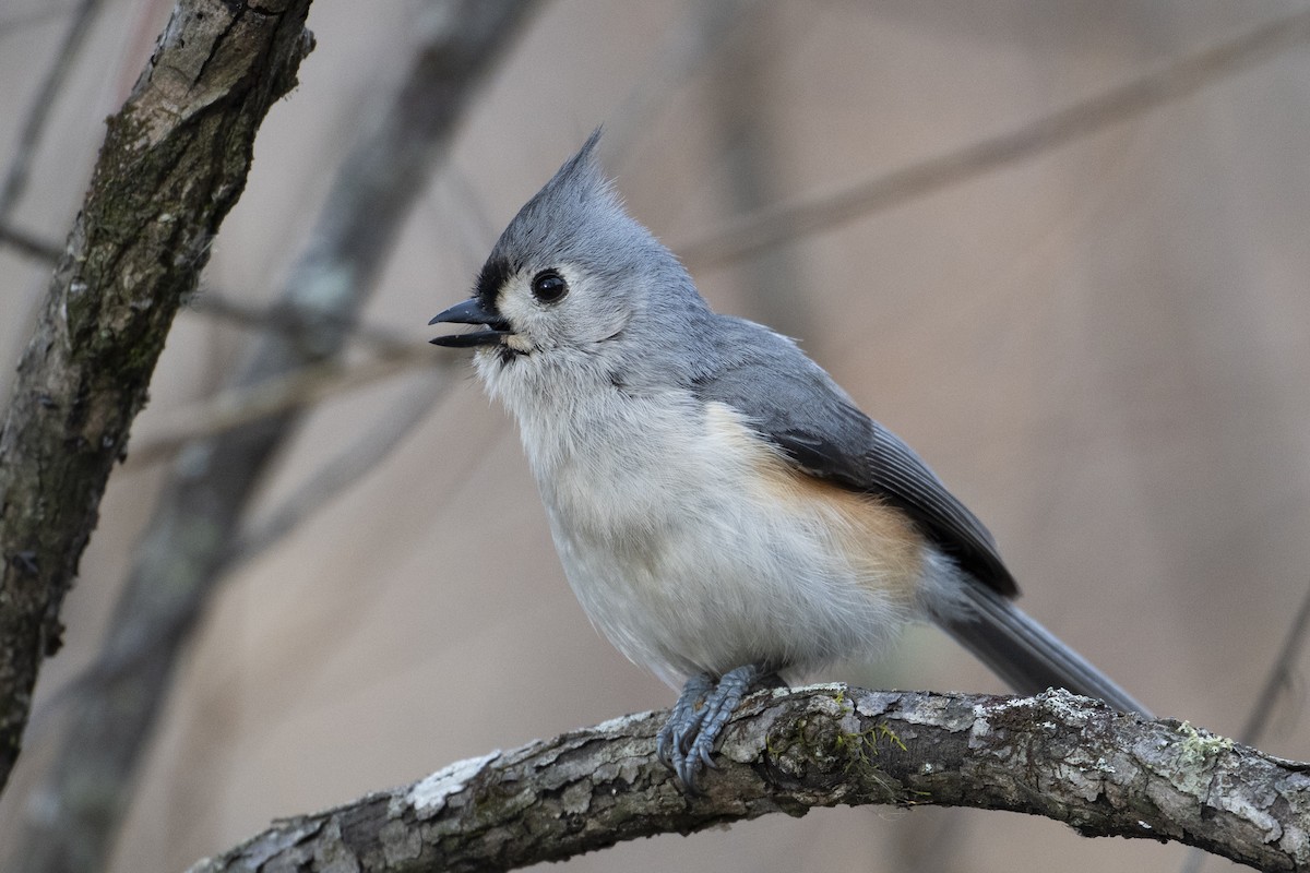 Tufted Titmouse - ML632101441
