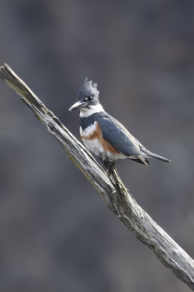 Belted Kingfisher - ML632101467