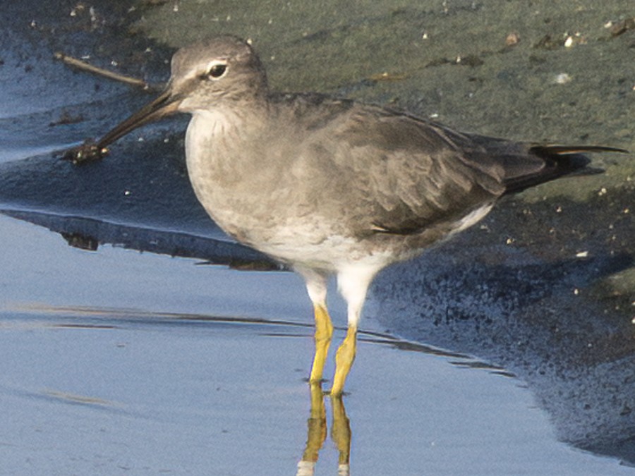 Wandering Tattler - ML632101534