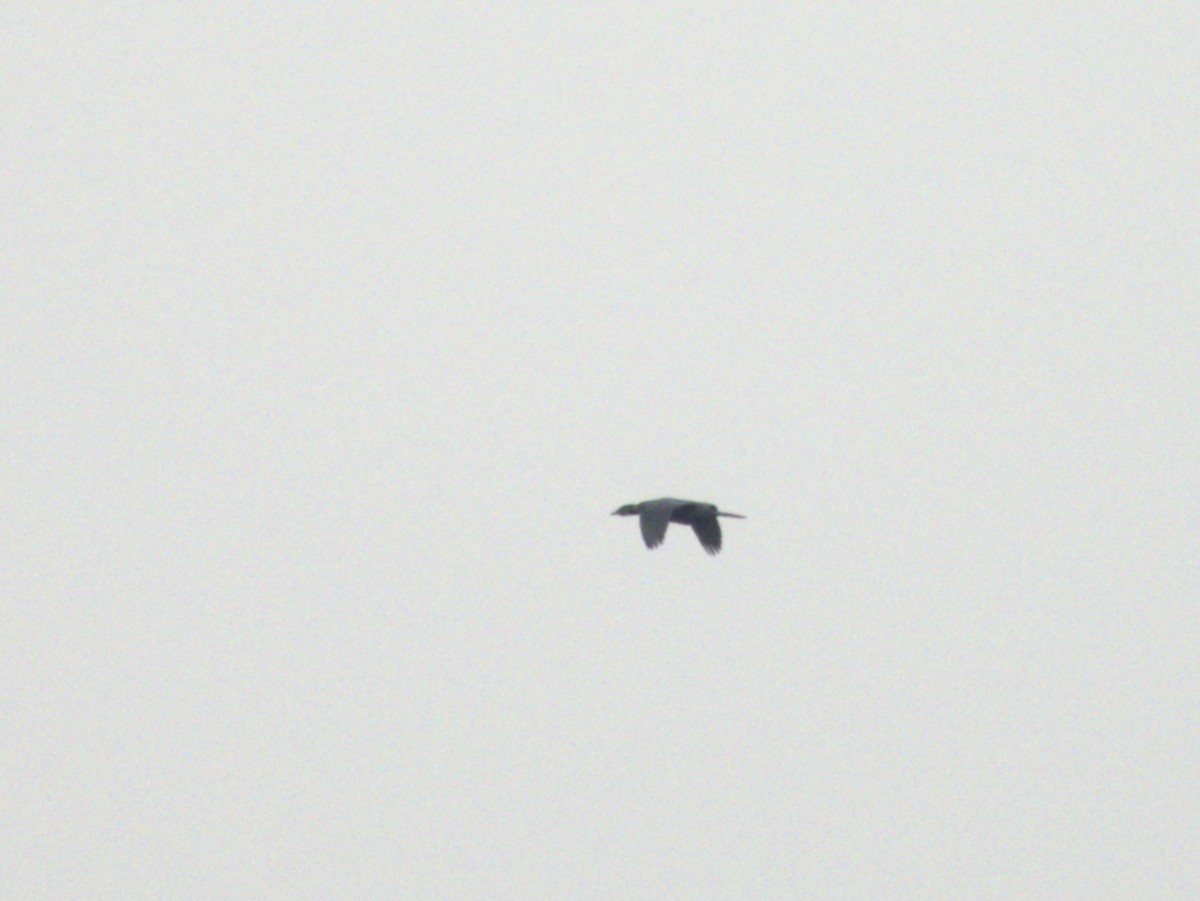 Pygmy Cormorant - ML632101630