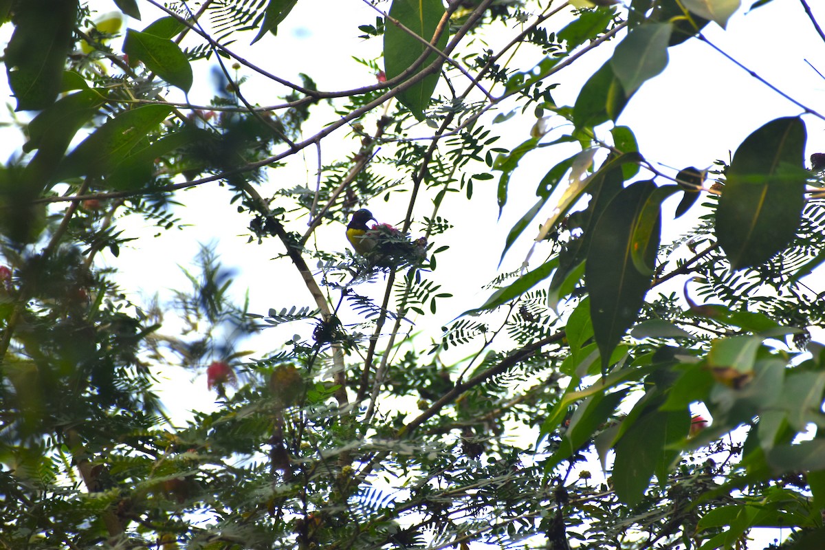 Purple-rumped Sunbird - ML632101759