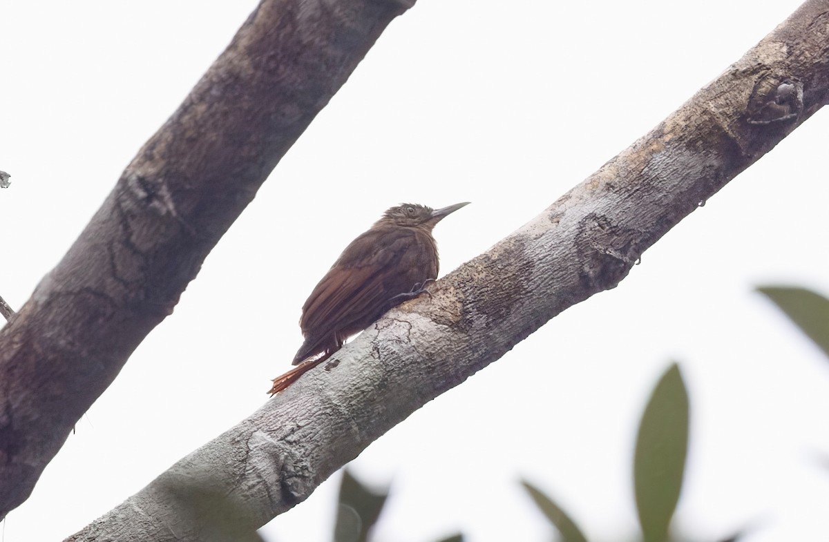 White-chinned Woodcreeper - ML632101802
