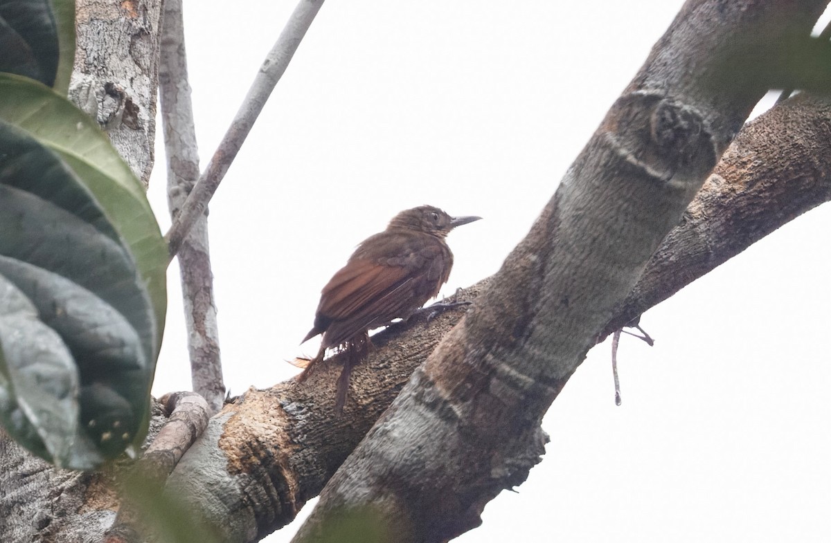White-chinned Woodcreeper - ML632101803