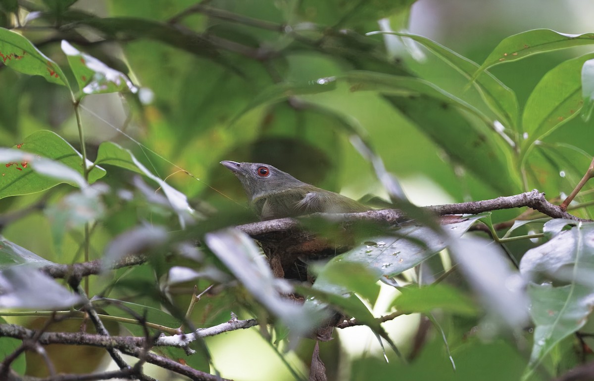 Blue-capped Manakin - ML632101823