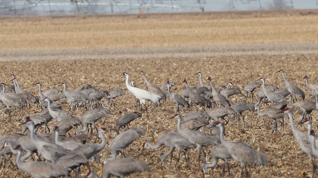 Whooping Crane - ML632101832