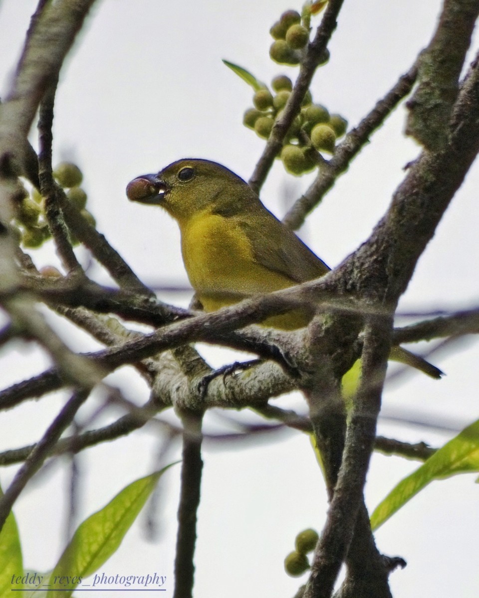 Thick-billed Euphonia - ML632101864