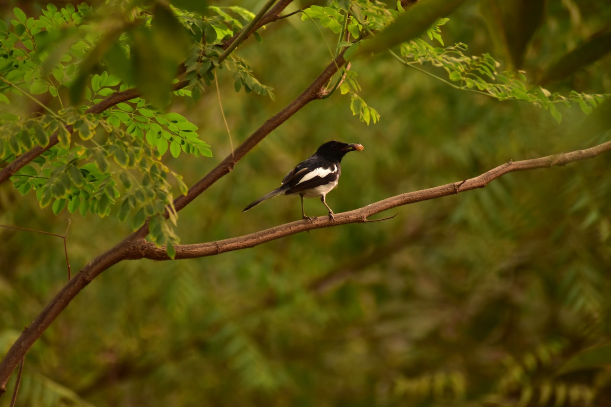 Oriental Magpie-Robin - ML632101904