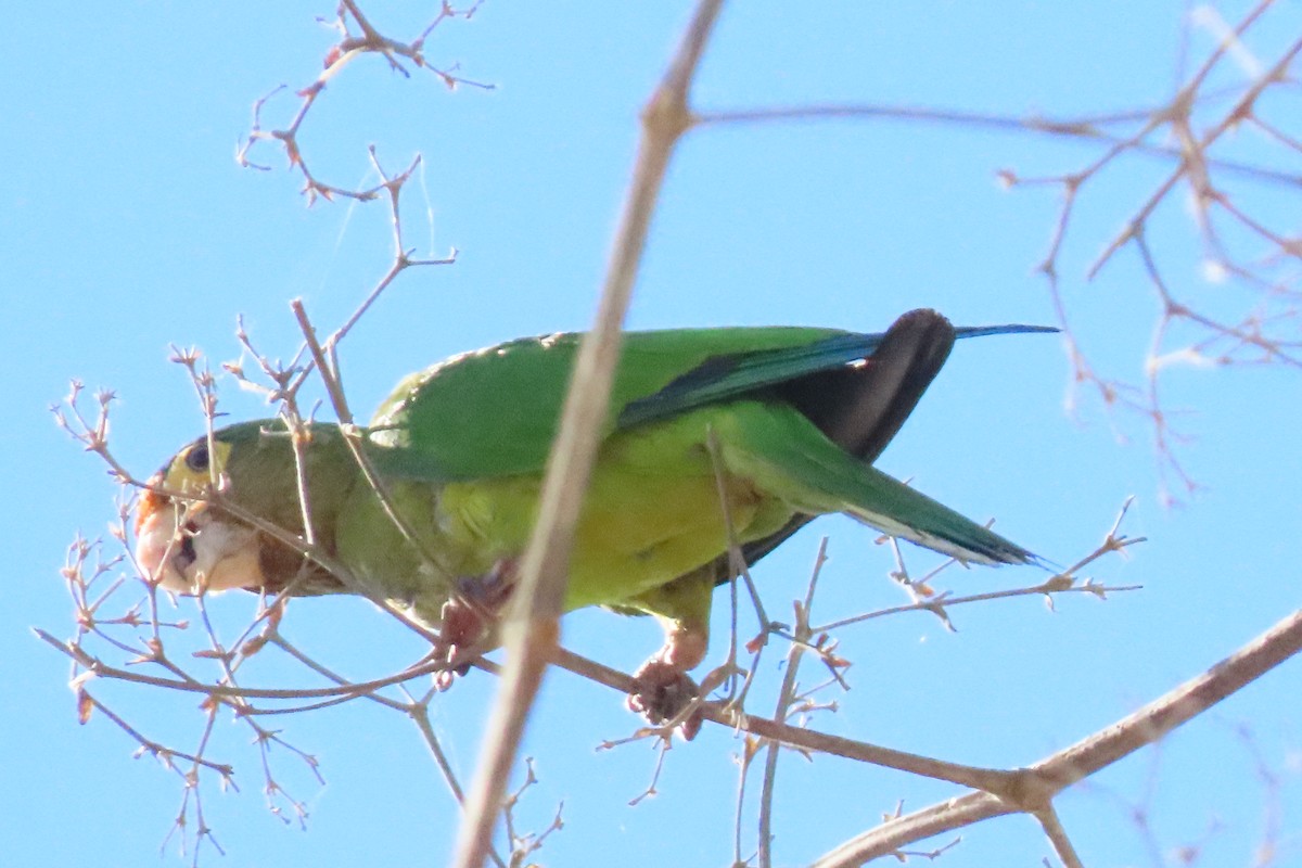 Orange-fronted Parakeet - ML632101906