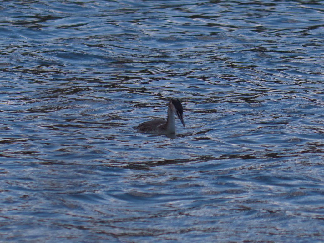 Great Crested Grebe - ML632101914