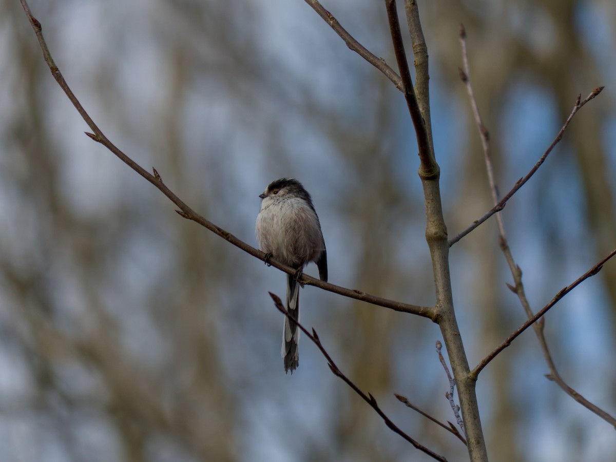 Long-tailed Tit - ML632101915