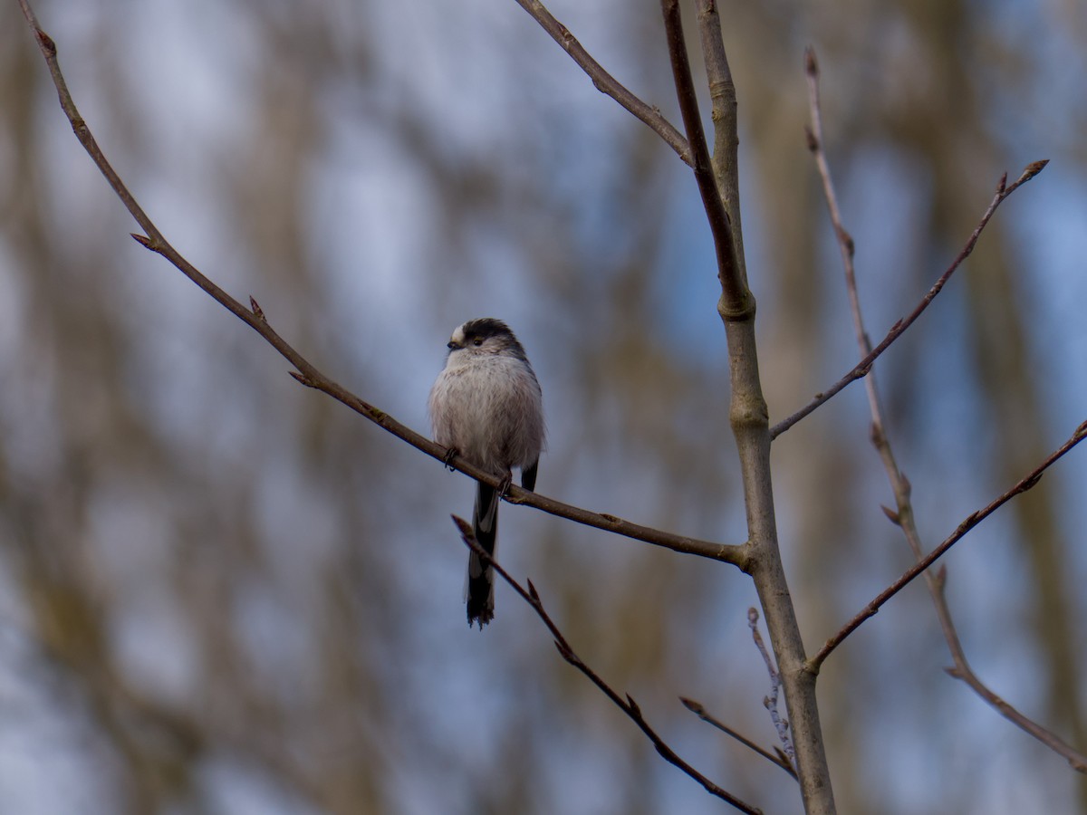 Long-tailed Tit - ML632101916