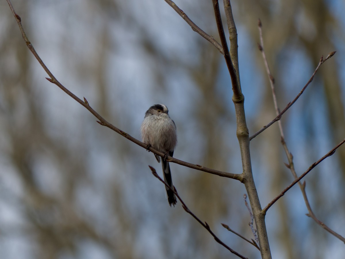Long-tailed Tit - ML632101917