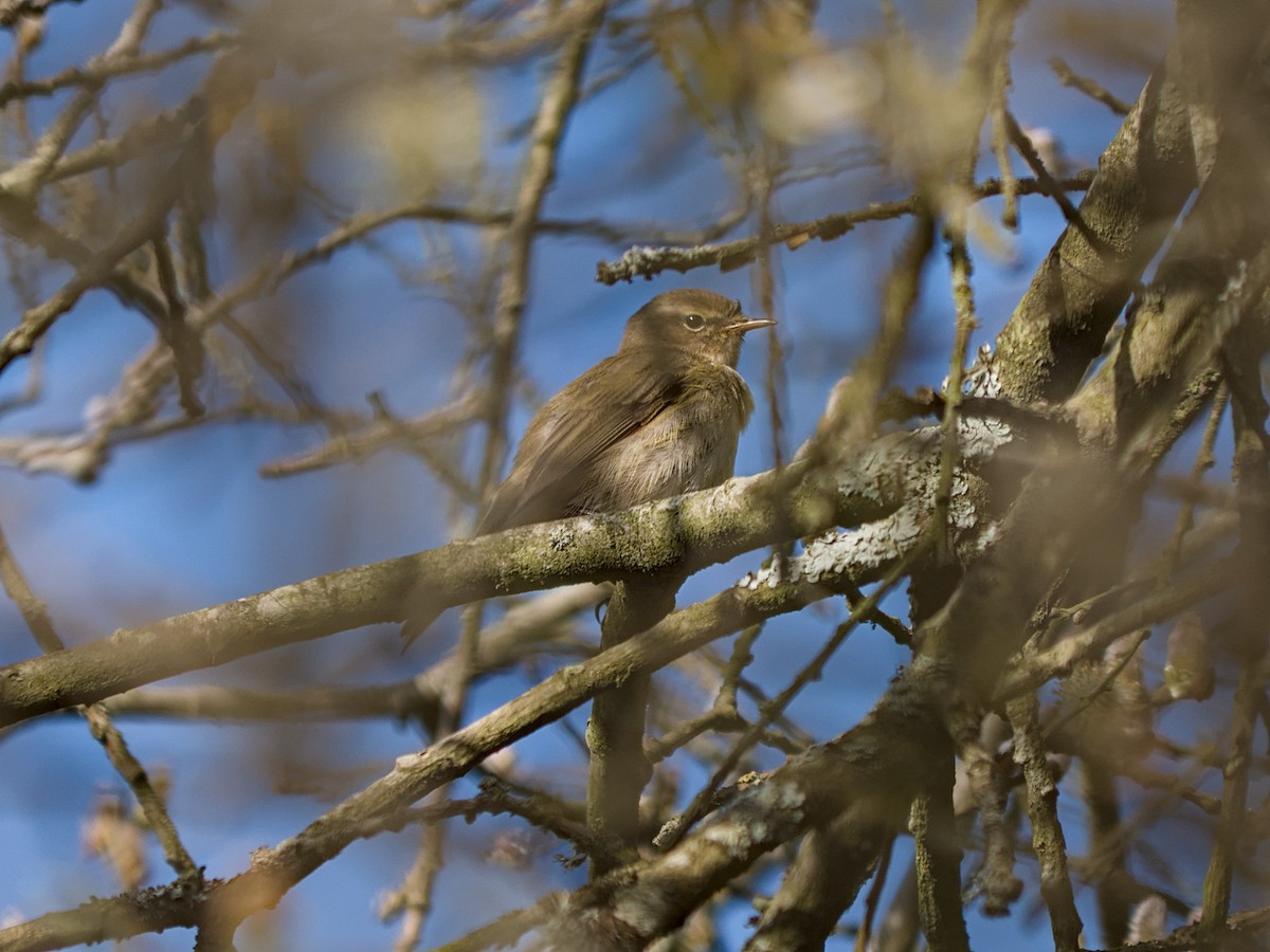 Common Chiffchaff - ML632101992