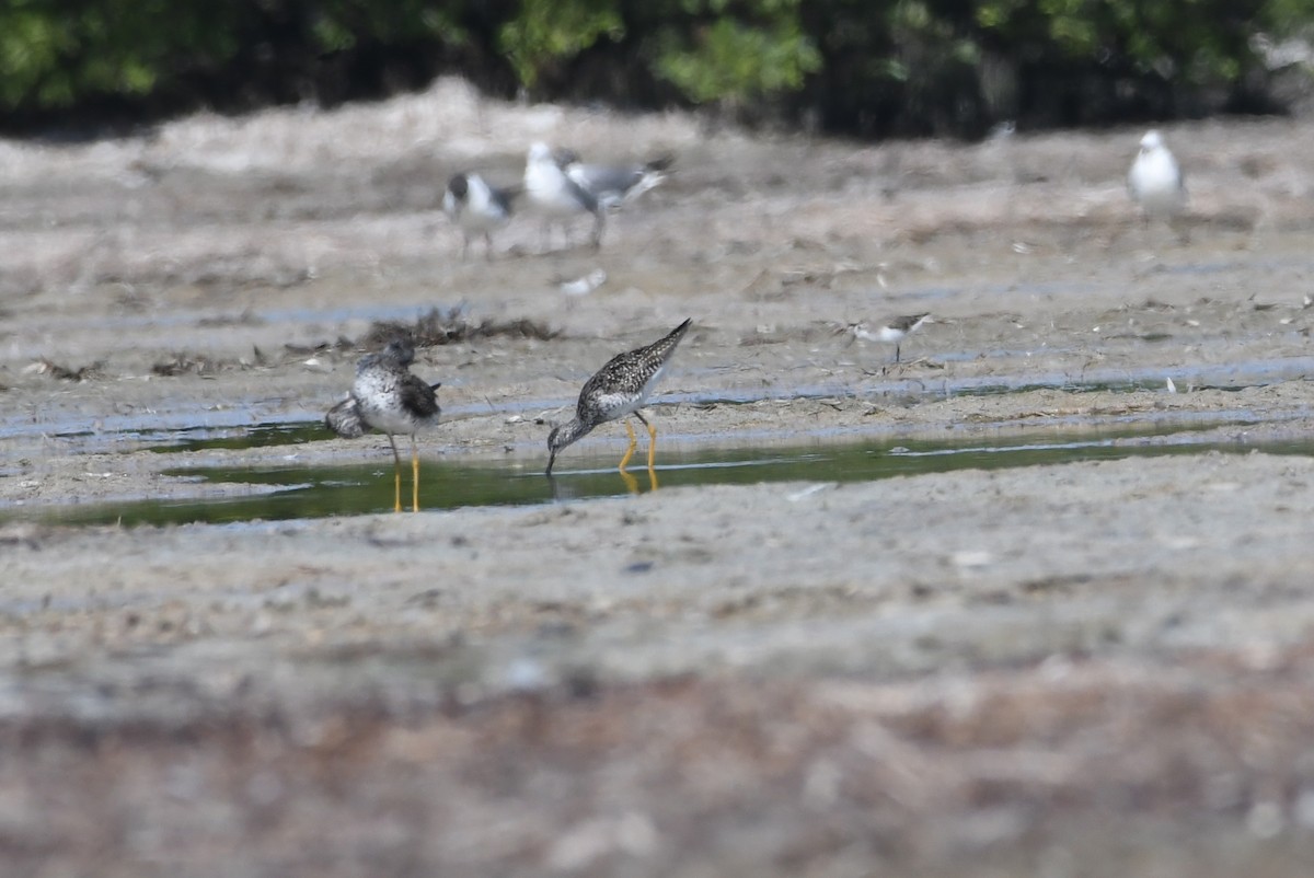 Bécasseau sanderling - ML63210201