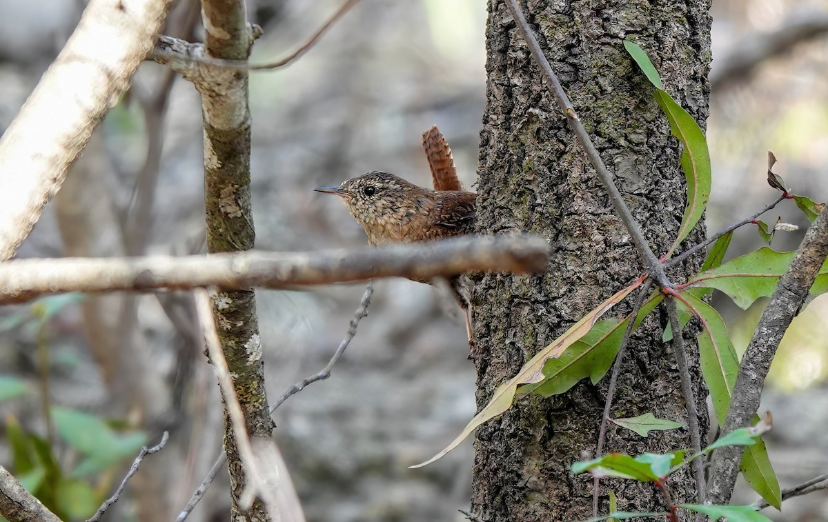 Winter Wren - ML632102043