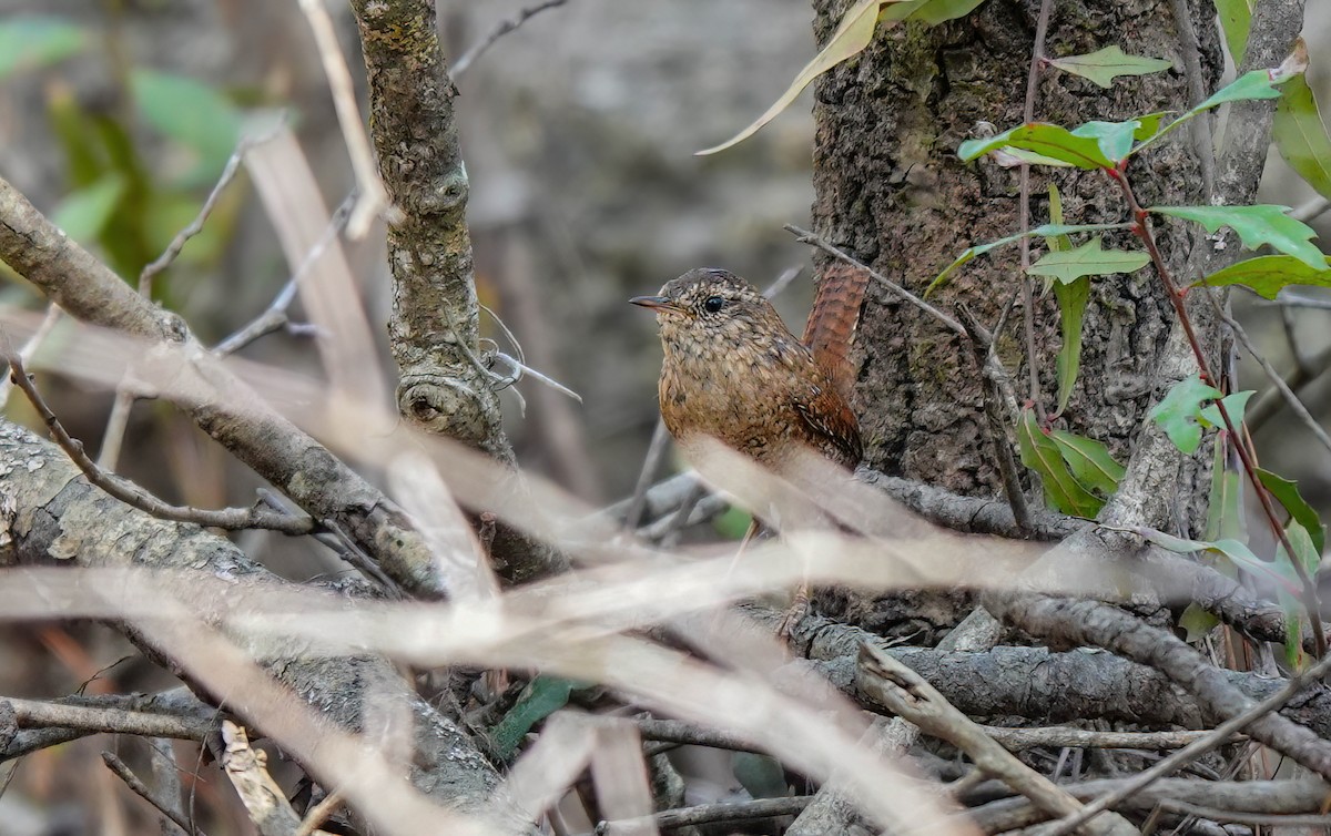 Winter Wren - ML632102052