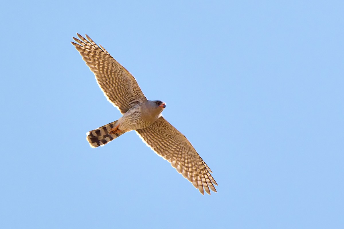 Gabar Goshawk - Tomáš Grim