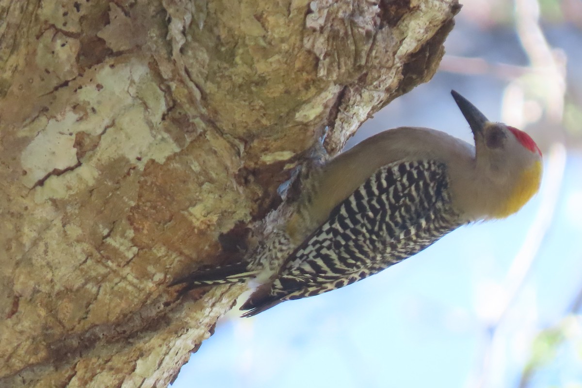 Hoffmann's Woodpecker - ML632102135