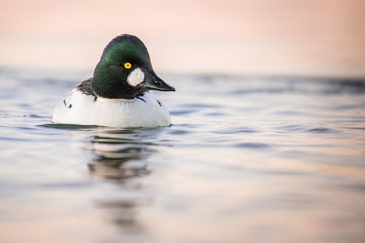 Common Goldeneye - ML632102170