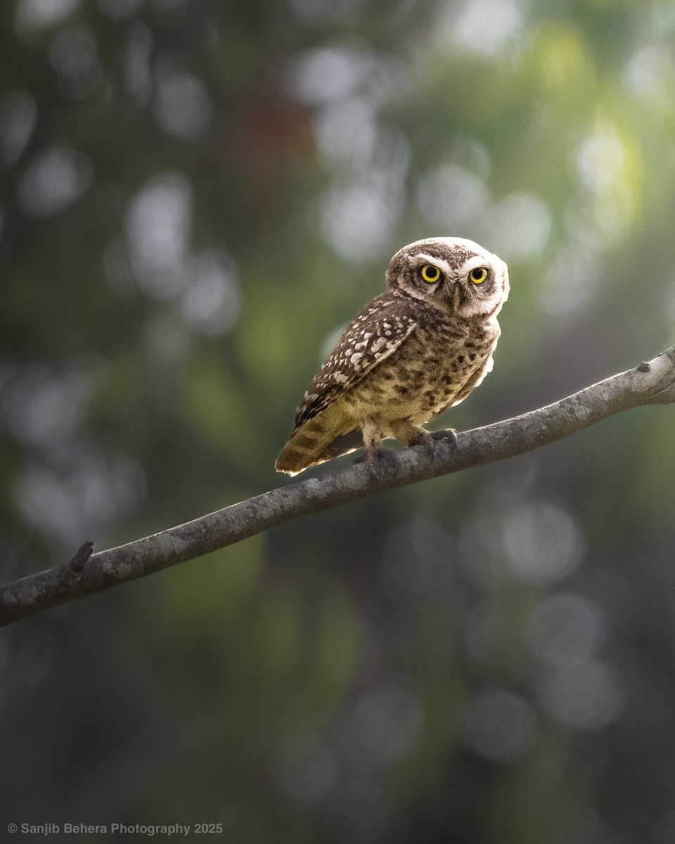 Spotted Owlet - ML632102193