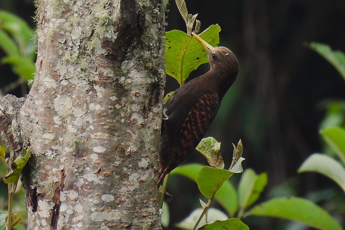 Bay Woodpecker - ML632102343