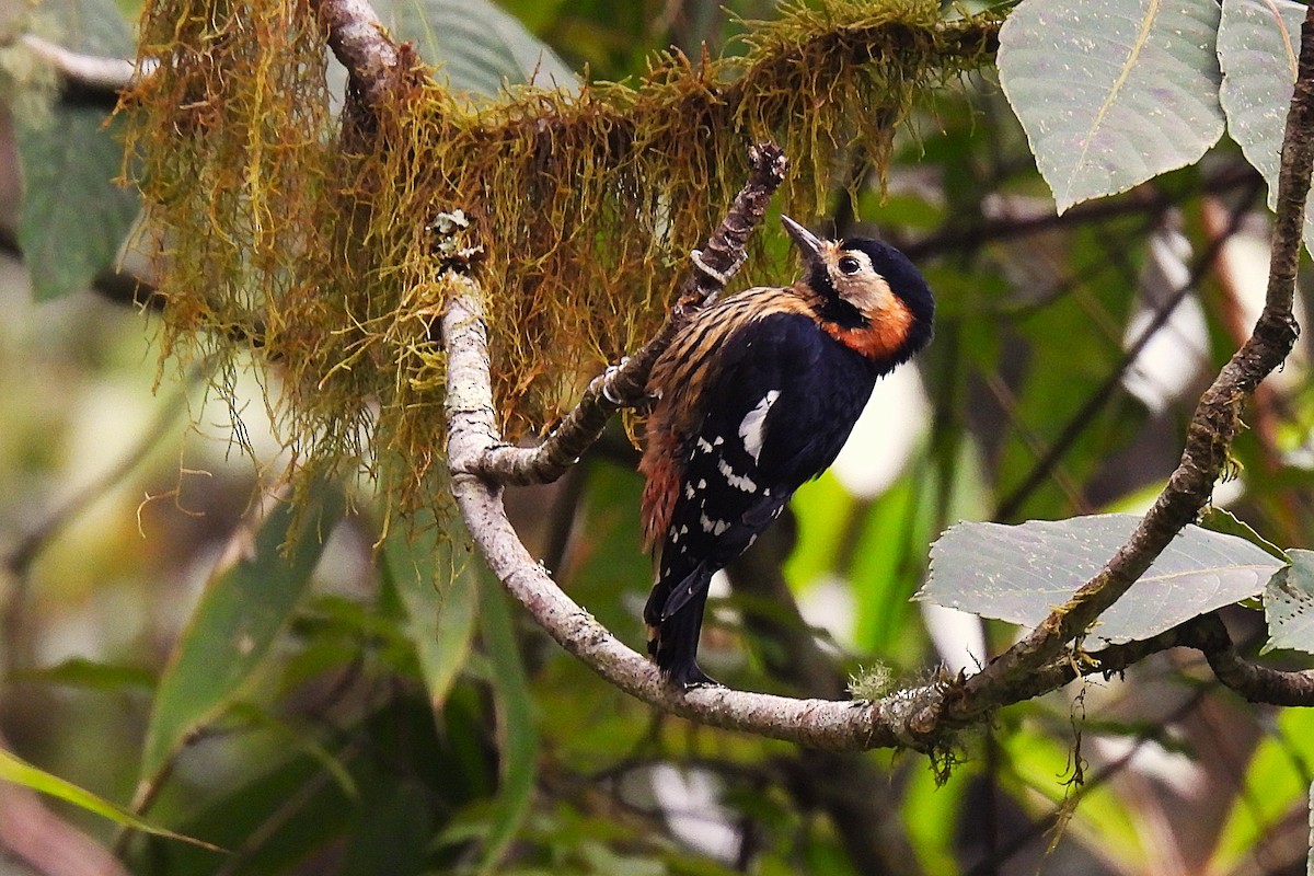 Crimson-naped Woodpecker - ML632102356