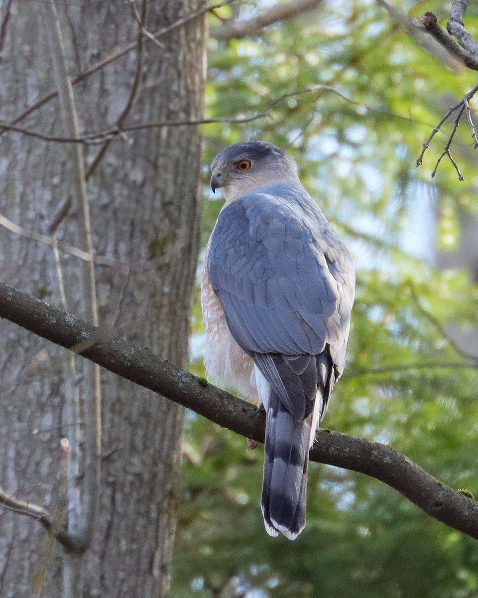 Cooper's Hawk - ML632102530
