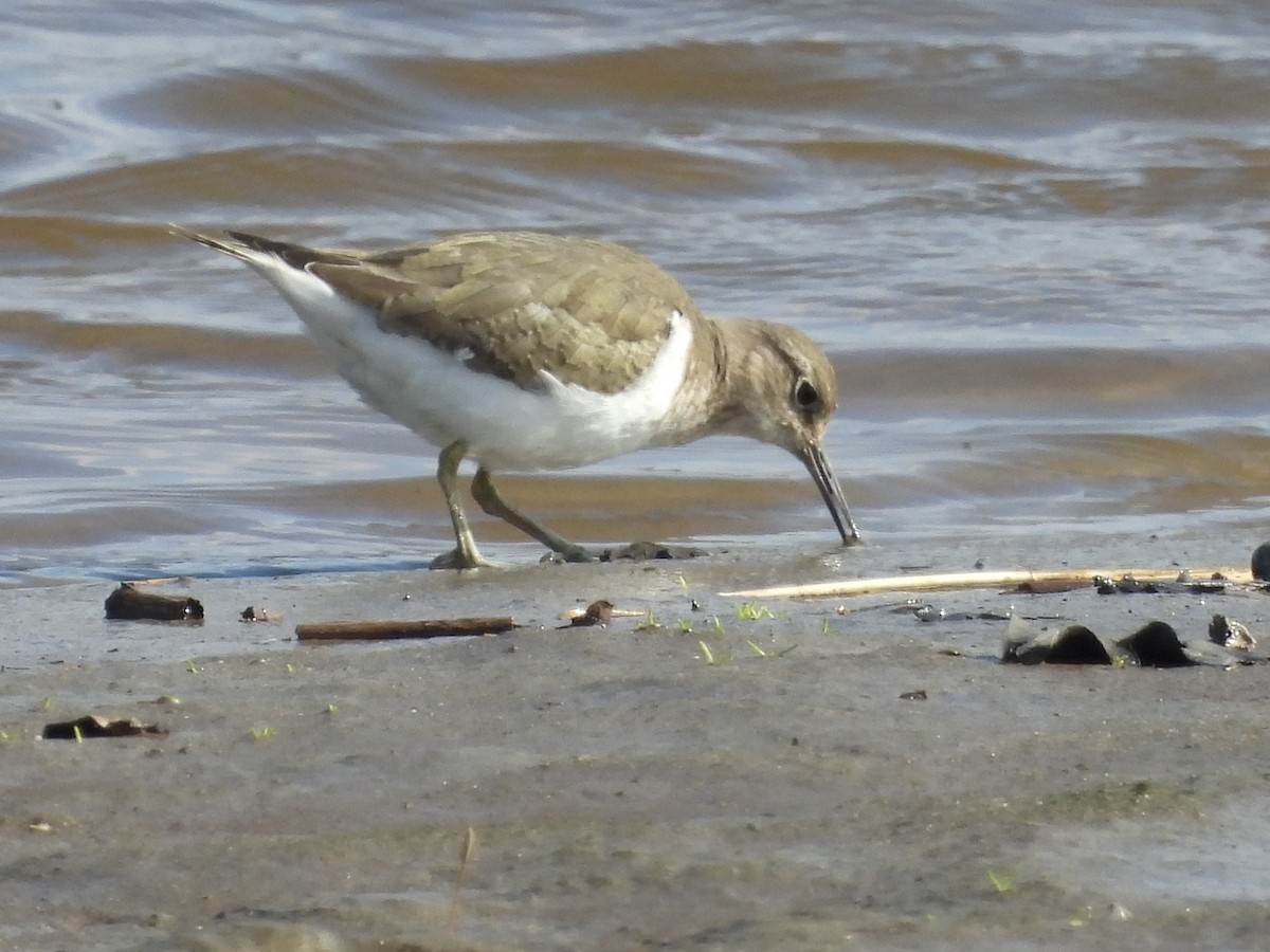 strandsnipe - ML632102621