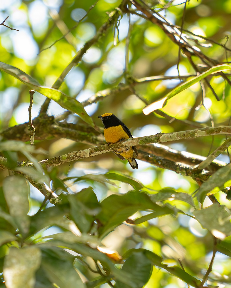 Purple-throated Euphonia - ML632103174