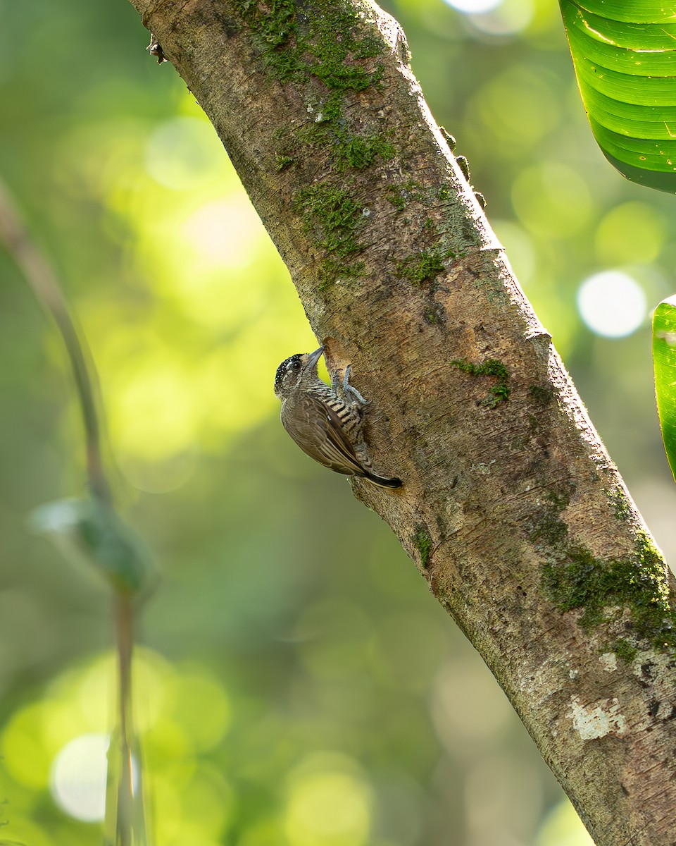 White-barred Piculet - ML632103231