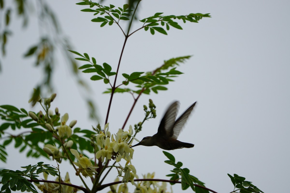 Ruby-topaz Hummingbird - ML632103361