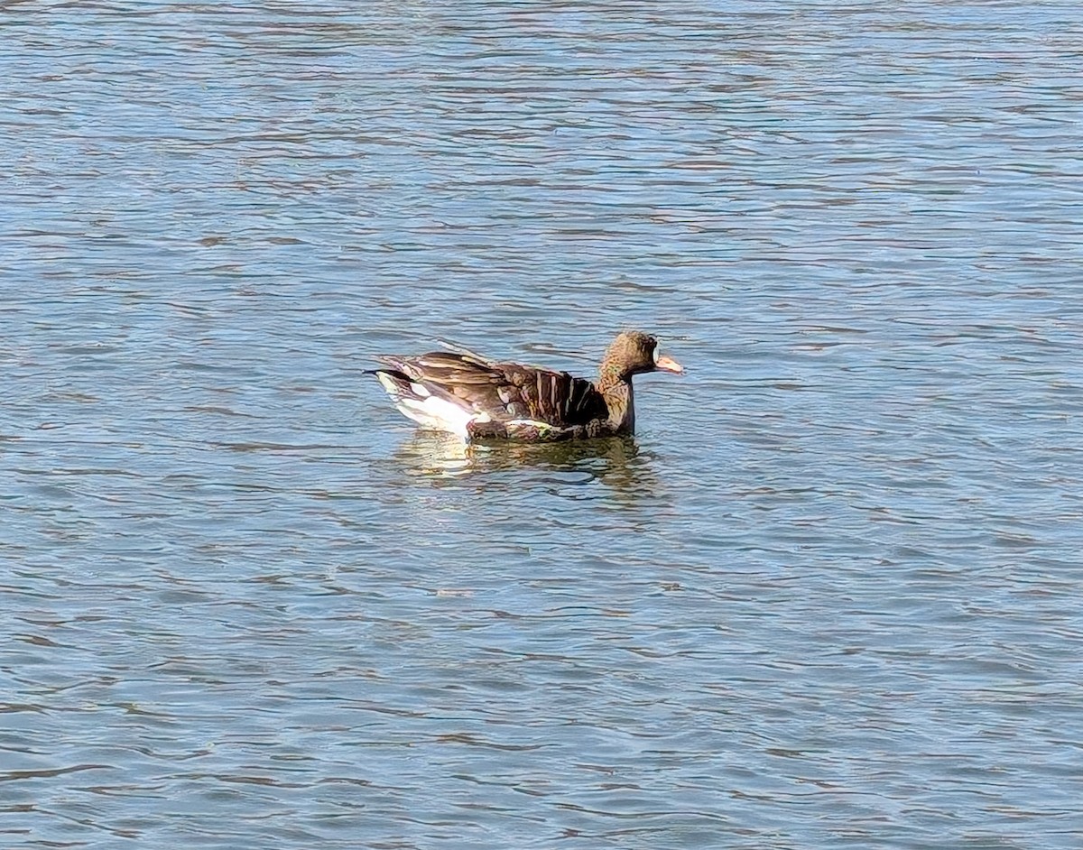 אווז לבן-מצח - ML632103620