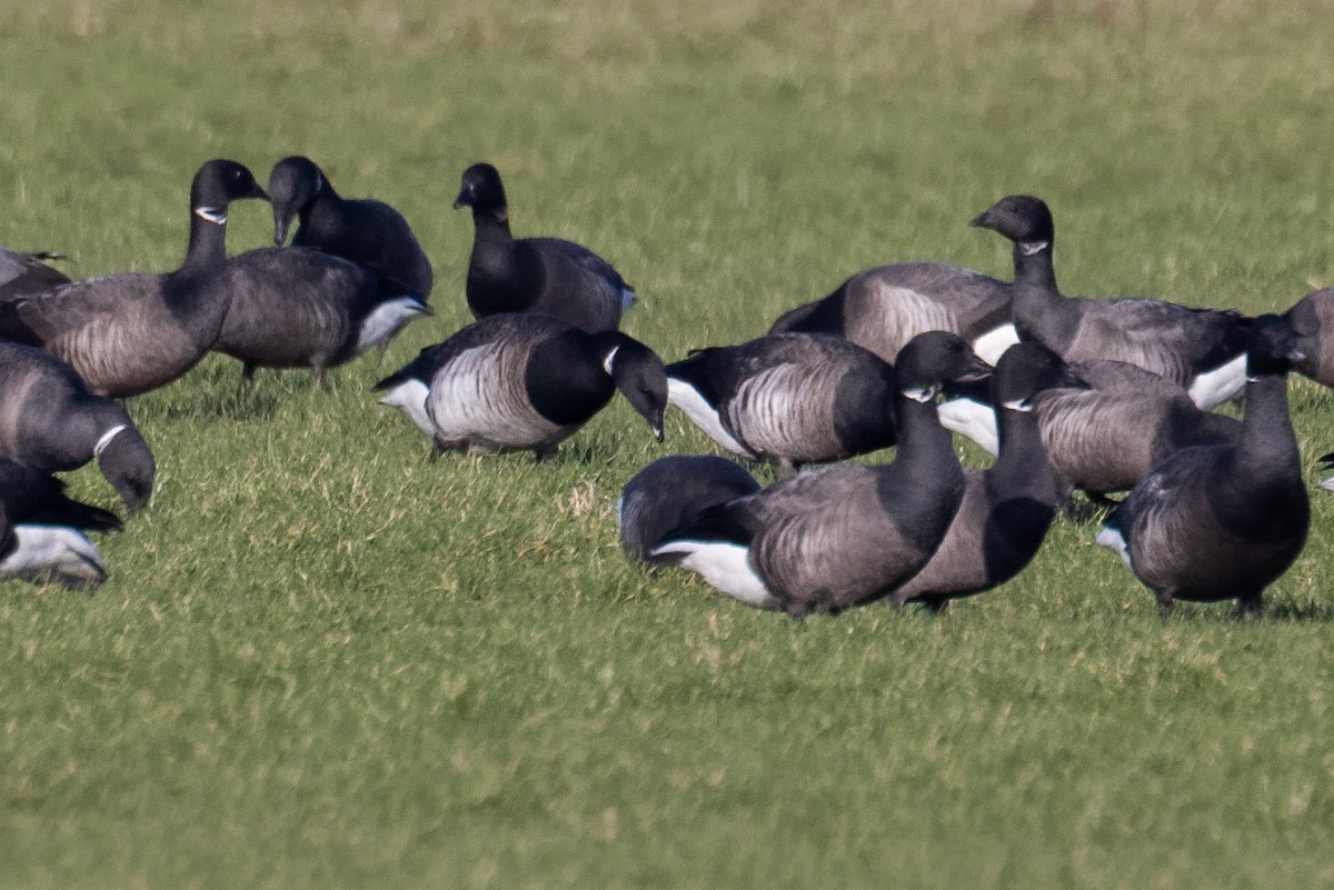 Brant (Atlantic) - ML632103807