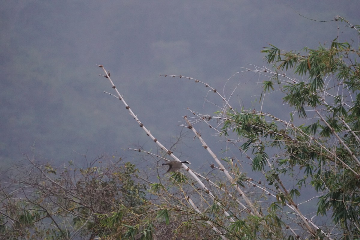 Rufous-vented Chachalaca - ML632103819