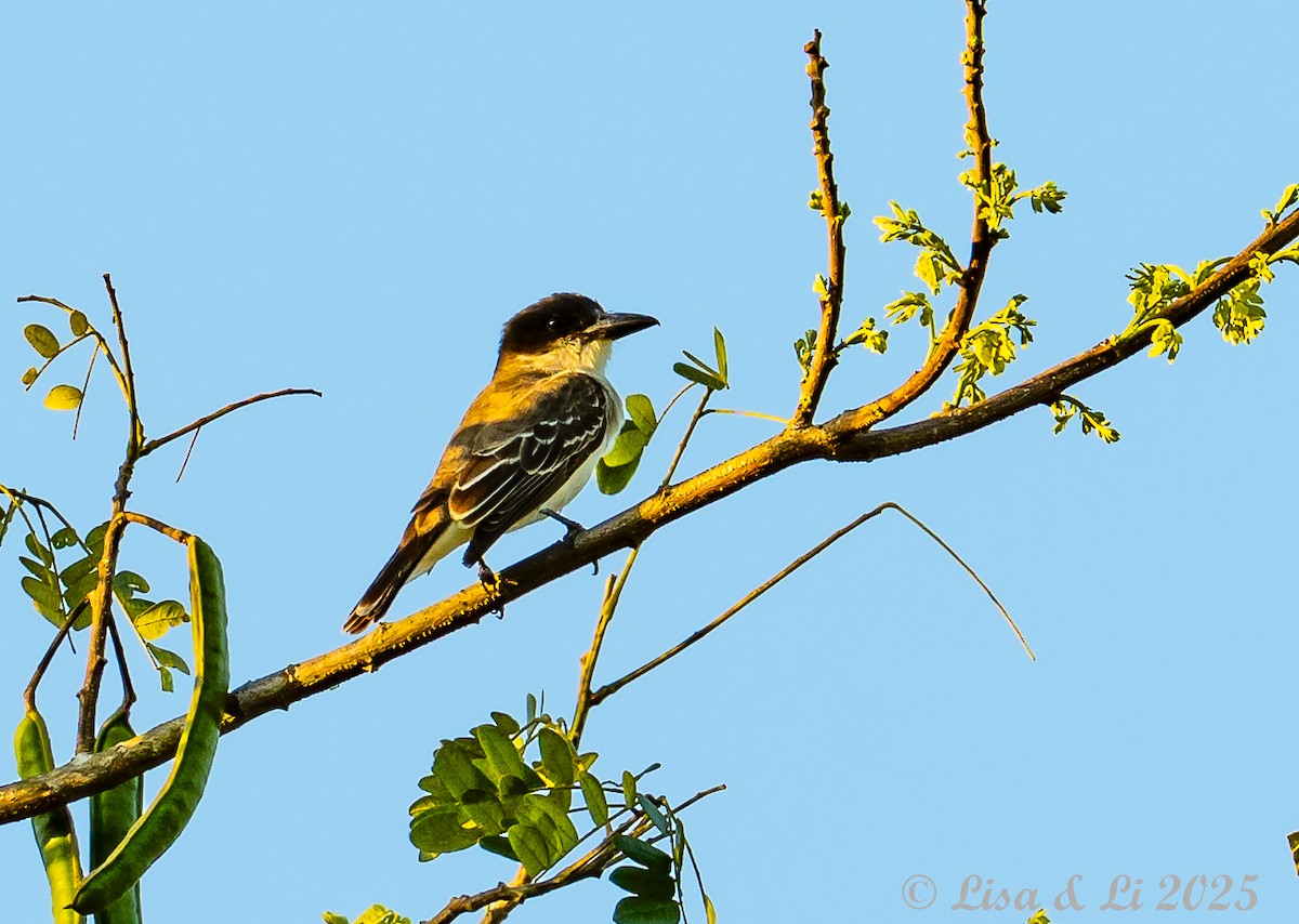Giant Kingbird - ML632103841