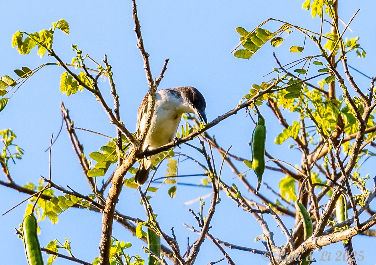 Giant Kingbird - ML632103842