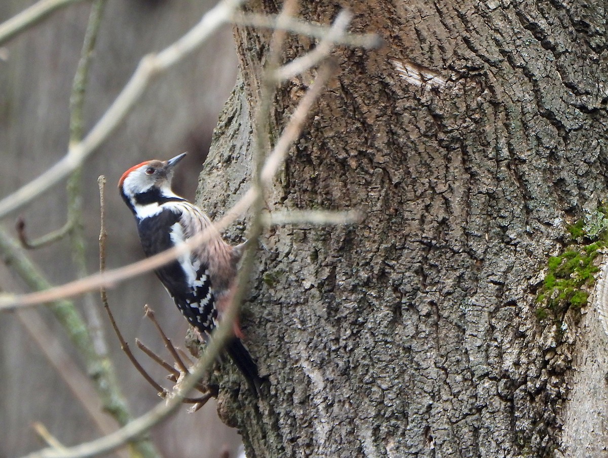 Middle Spotted Woodpecker - ML632103989